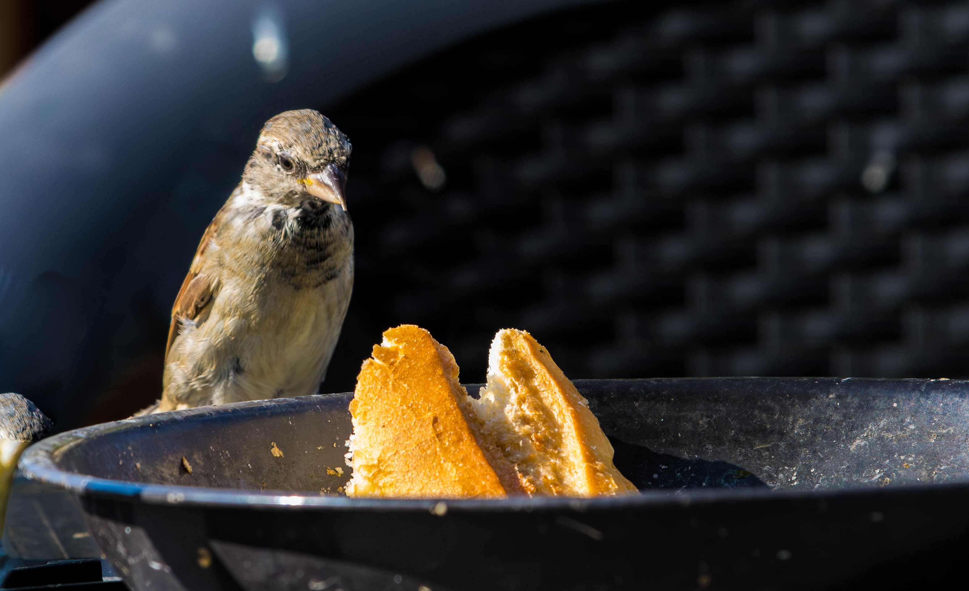 Moineau domestique-_MG_9102-Avec accentuation-Bruit.jpg